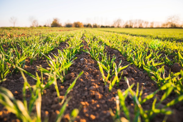 Agricultura 4.0 impulsará la eficiencia y productividad del sector en México