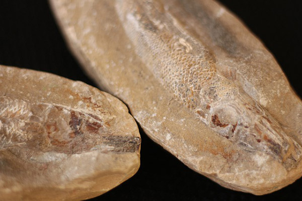 Hallan en Chiapas una nueva especie de pez de la era de los dinosaurios