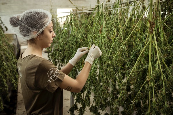 Cannabis, sus beneficios y el estatus actual de los productos en México