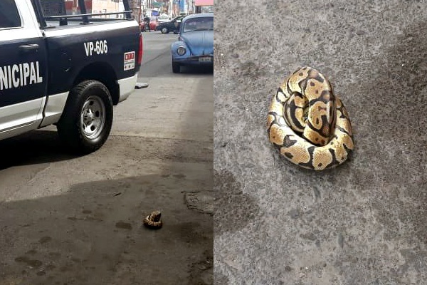 Encuentran serpiente vagando en plena vía pública