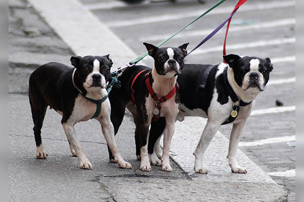 Por medio del ADN, Israel multará a quienes no recojan las heces de sus perros en la calle