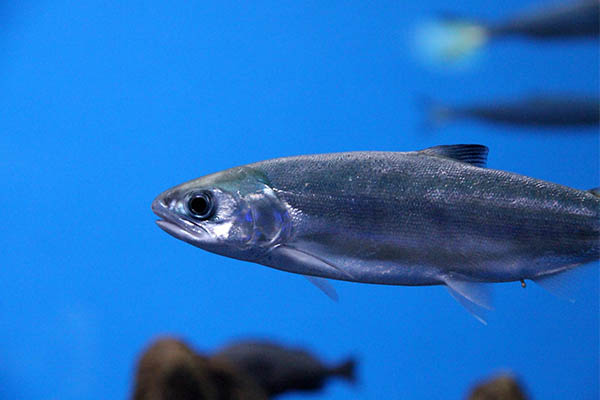 Criadero de salmones es contaminado con cocaína y los peces se vuelven locos