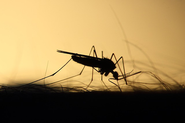 Un torbellino de mosquitos deja atónitos a los vecinos de un pueblo ruso