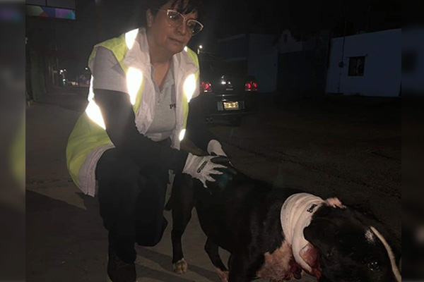 Denuncian a descerebrado vigilante que mató de escopetazo a un perro