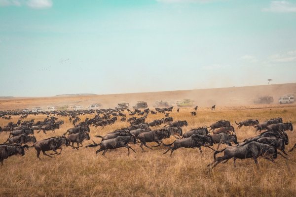 Calentamiento global incrementa las migraciones de animales silvestres