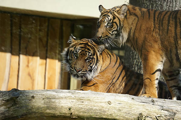 Indonesia investiga extraño contagio de COVID-19 en pareja de tigres de Sumatra