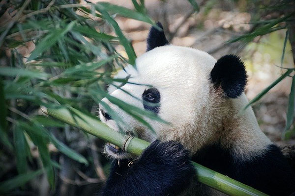 Nace el primer panda de Singapur