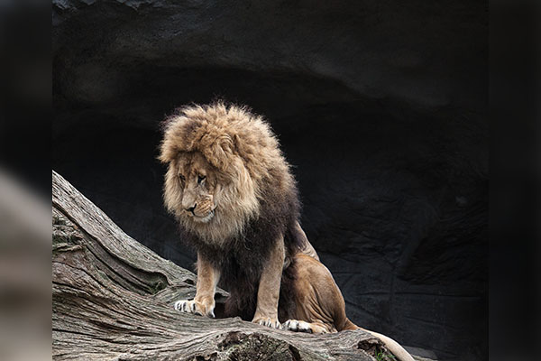 Causa indignación video de dos mujeres burlándose de un león en un zoológico; acusan maltrato animal