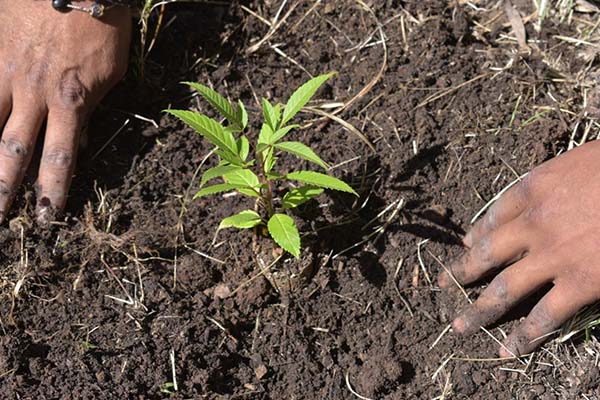 Ayuntamiento de Puebla invita a preservar el medio ambiente con talleres en Analco