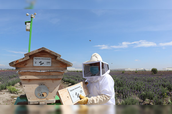 Audi México contribuirá a la preservación de más de 30,000 abejas