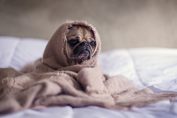 Cruella es defensora de animales al lado de este alienado