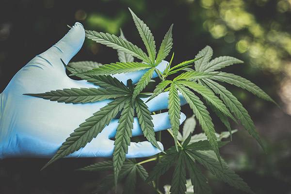 Cuál es el panorama de los suplementos alimenticios derivados del cannabis en México