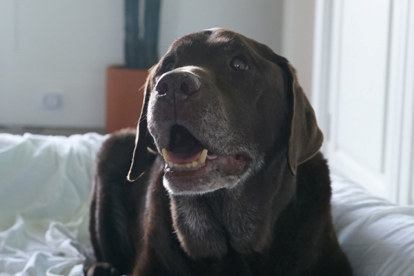 Esta es la forma más exacta de calcular la edad de tu perro en años humanos