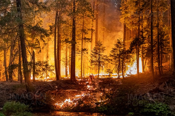 42,100 californianos han sido evacuados por incendios forestales