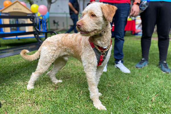 Mascotas disfrutan un día “Pet Friendly” en Presidente Intercontinental