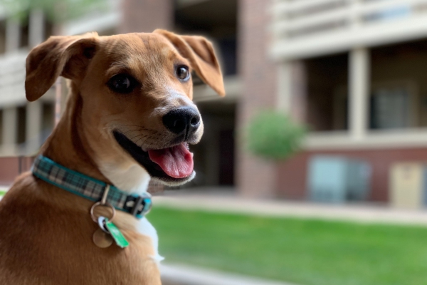 Cinco consejos para ayudar a tu perro a tener una vida más larga
