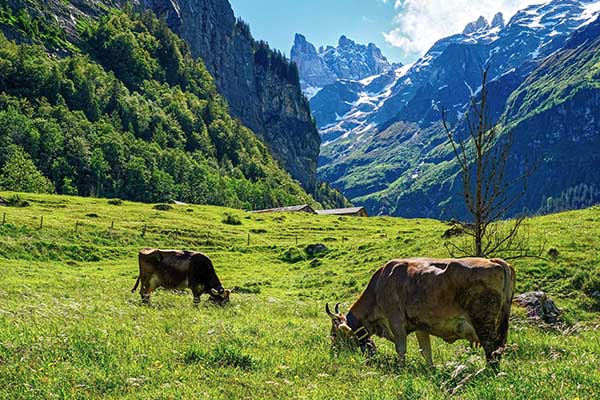 Helicóptero traslada vacas montaña abajo tras terminar la temporada de pastoreo