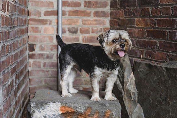 Un perro recorre 380 kilómetros para llegar a su casa tras extraviarse en unas vacaciones