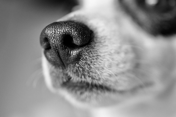 Perros podrían ayudar a detectar la Covid-19 en personas