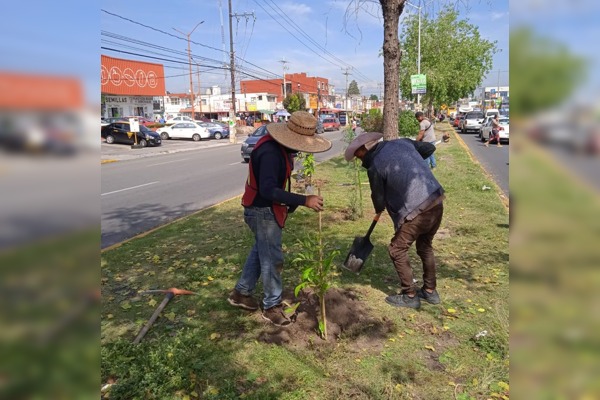 Ayuntamiento de Puebla arboriza camellones con especies nativas