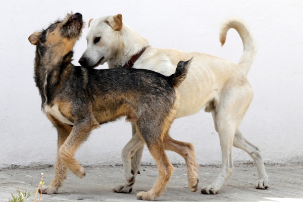 Muerte violenta de perros en albergue une a mexicanos