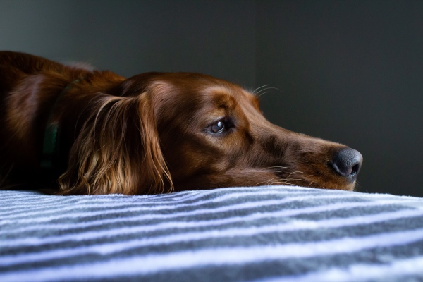 ¿Pueden los perros transmitir COVID-19 a los humanos?