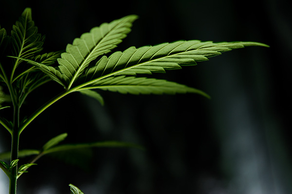 Adicción a la marihuana podría ser factor de riesgo para contraer COVID-19