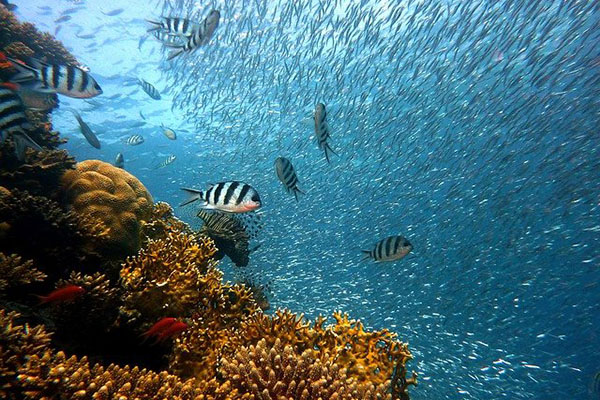 Cómo la temperatura del océano determina la biodiversidad marina