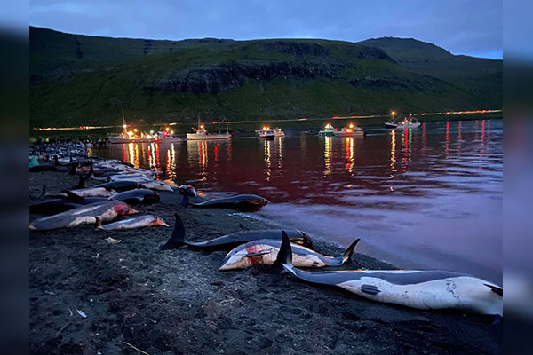 Brutal asesinato de 1,428 delfines en las islas Feroe genera repudio en todo el mundo