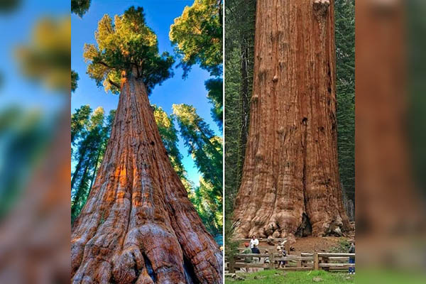 Incendio forestal en California amenaza al "General Sherman", el árbol más grande del mundo