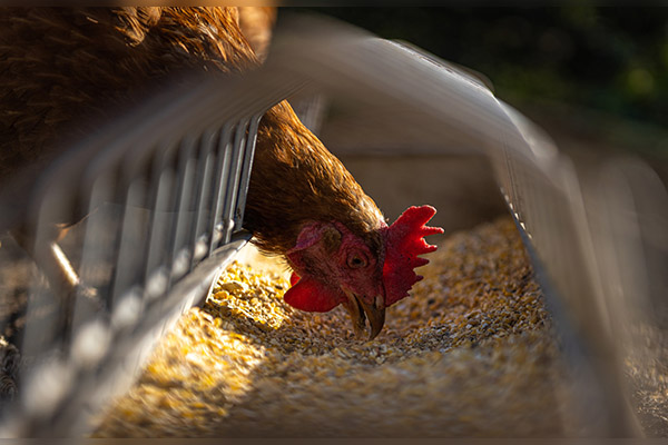 Reporta China el primer contagio en humanos de la cepa H5N6 de la gripe aviar