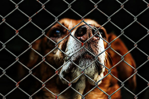 El caos detrás del rescate de animales en La Palma por erupción del volcán