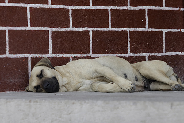 Dependencias de protección animal, sin “dientes” para frenar maltrato