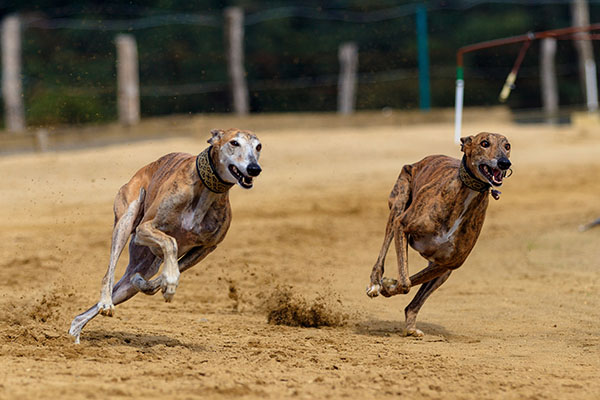Chile: criadores de galgos protestan contra prohibición de carreras de perros