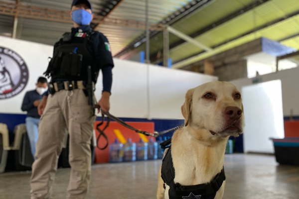 Unidad Canina de la SSC, “lomitos” al servicio de la sociedad