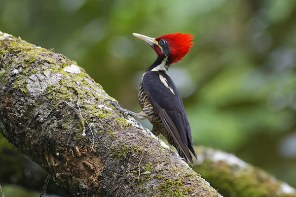 Declaran extinto al pájaro carpintero con pico de marfil y a otras 22 especies
