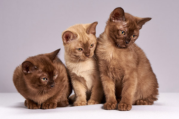 Sacrifican en China a tres gatos con COVID-19 mientras su dueña está hospitalizada