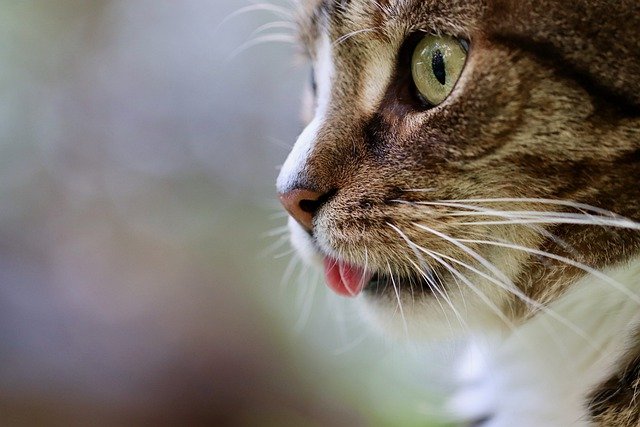Protege a tu gato de pulgas, garrapatas, gusano de corazón y otros parásitos intestinales