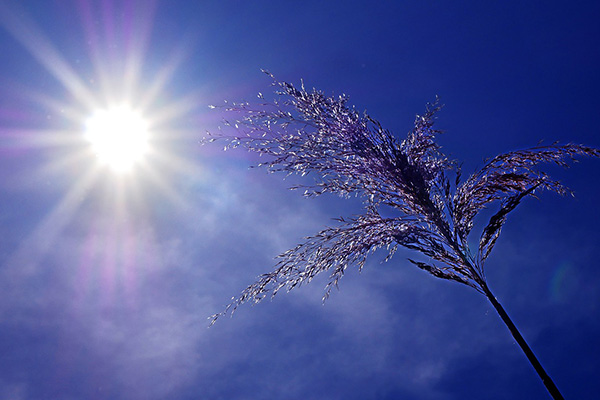 Futuras generaciones experimentarán olas de calor más severas y frecuentes