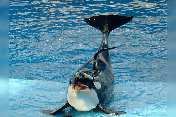 Una orca en cautiverio intenta “suicidarse”; lleva más de 10 años en completa soledad