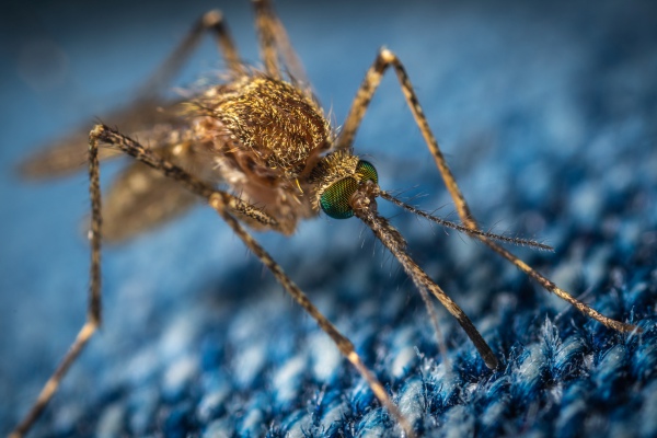 La OMS avala el uso de la primera vacuna del mundo contra la malaria