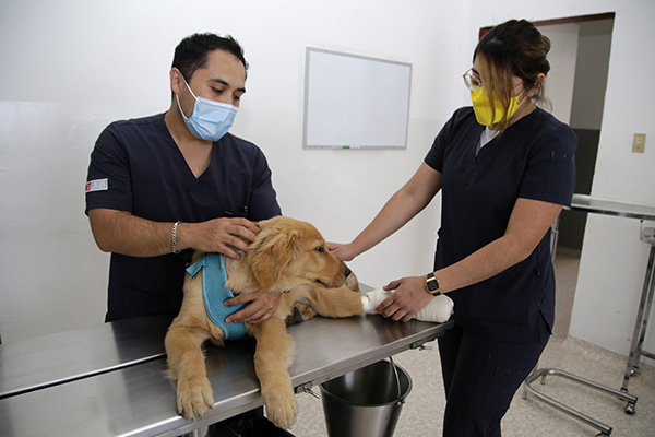 Hospital Veterinario de Puebla, en espera el bienestar animal