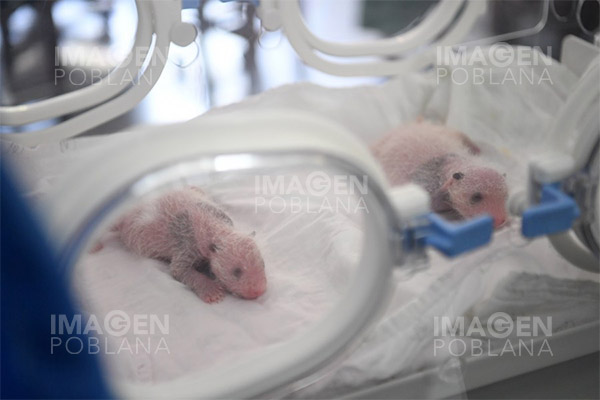 Nacen pandas gemelos en zoológico de Tokio
