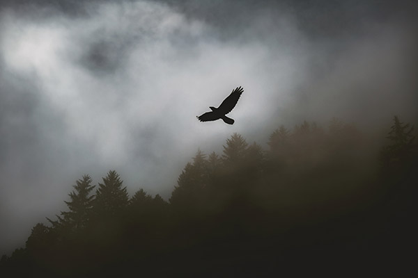 Día Mundial de las Aves Migratorias: estos son sus récords de vuelos