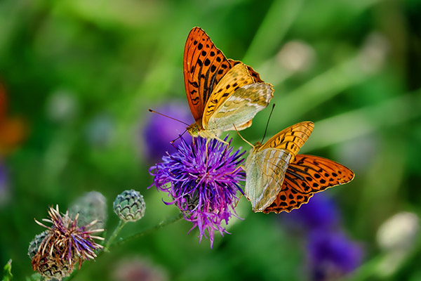 Descubren que luz de las ciudades está provocando desaparición de insectos