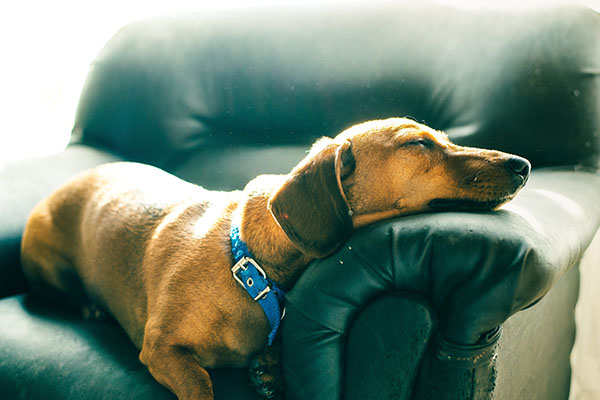 ¿Qué tan sedentario es tu perrito?