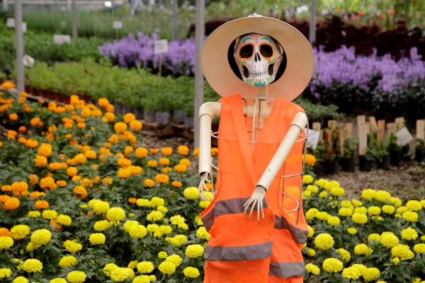 Cempasúchil, la flor que tiñe el Día de Muertos en México