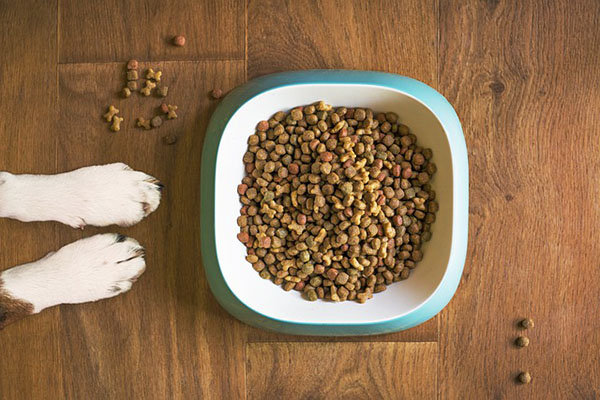Alimentos para mascotas ya no tendrán IVA a partir de 2022