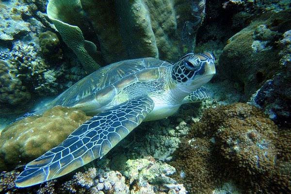 Cientos de tortugas golfinas mueren en playas de Oaxaca