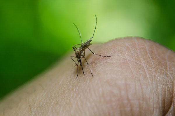 Advierte OPS a América sobre coexistencia de dengue y covid-19